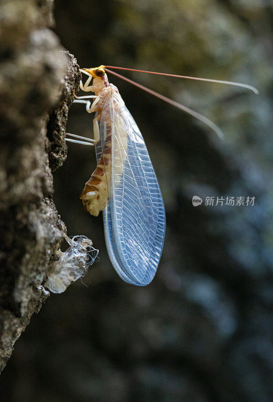 欧洲Chrysoperla pallida，在加泰罗尼亚森林里。普通的绿色草蛉属